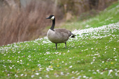 Agrandir l'image 1 sur 30, fenêtre modale