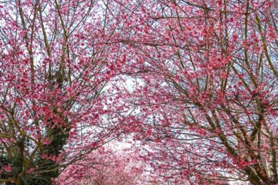 Agrandir l'image 4 sur 11, fenêtre modale