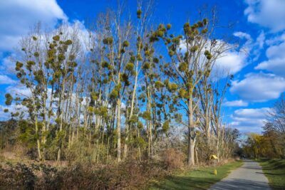 Agrandir l'image 4 sur 21, fenêtre modale