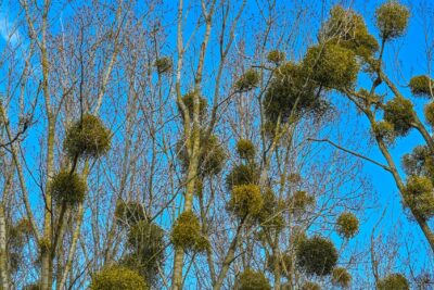 Agrandir l'image 5 sur 21, fenêtre modale