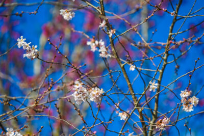 Agrandir l'image 3 sur 30, fenêtre modale