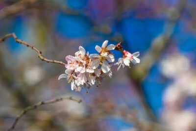 Agrandir l'image 4 sur 30, fenêtre modale