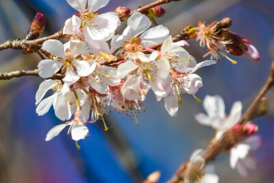 Agrandir l'image 5 sur 30, fenêtre modale