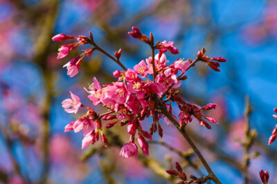 Agrandir l'image 6 sur 30, fenêtre modale