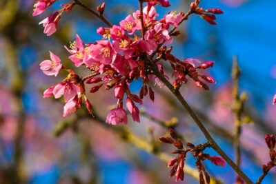 Agrandir l'image 7 sur 30, fenêtre modale