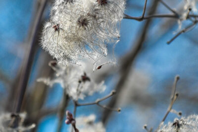 Agrandir l'image 8 sur 30, fenêtre modale