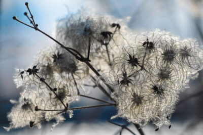 Agrandir l'image 9 sur 30, fenêtre modale