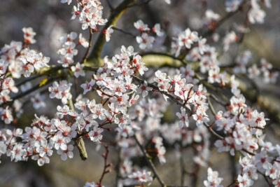 Agrandir l'image 10 sur 30, fenêtre modale