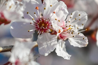 Agrandir l'image 11 sur 30, fenêtre modale