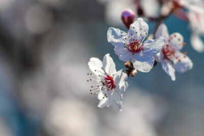 Agrandir l'image 12 sur 30, fenêtre modale