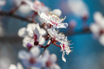 Agrandir l'image 13 sur 30, fenêtre modale