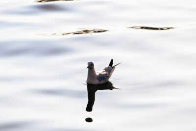 Agrandir l'image 15 sur 30, fenêtre modale