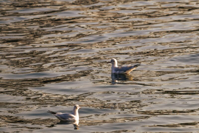 Agrandir l'image 16 sur 30, fenêtre modale