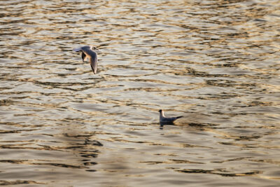 Agrandir l'image 17 sur 30, fenêtre modale
