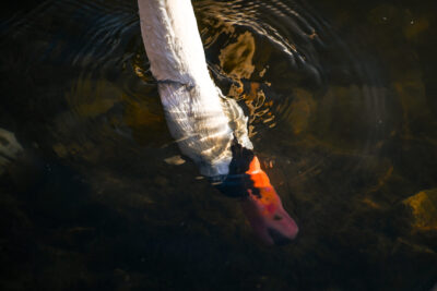 Agrandir l'image 18 sur 30, fenêtre modale