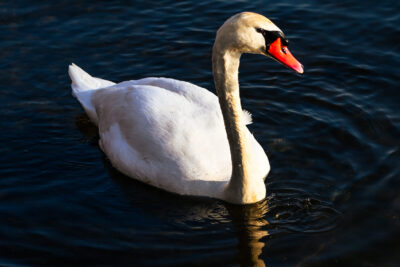 Agrandir l'image 19 sur 30, fenêtre modale