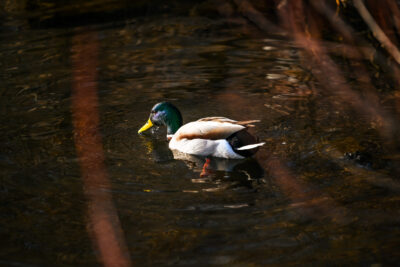 Agrandir l'image 20 sur 30, fenêtre modale