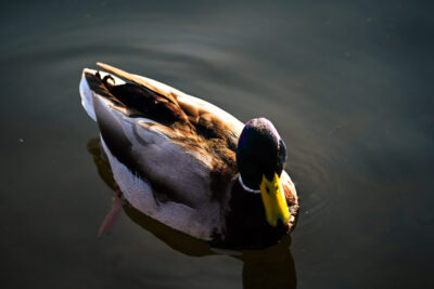 Agrandir l'image 21 sur 30, fenêtre modale