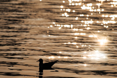 Agrandir l'image 23 sur 30, fenêtre modale