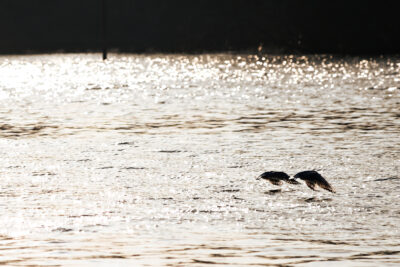 Agrandir l'image 24 sur 30, fenêtre modale