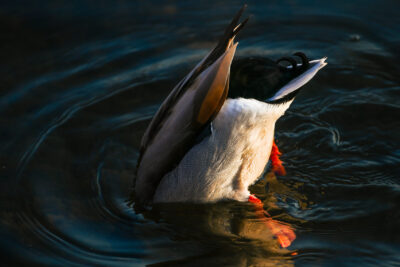 Agrandir l'image 25 sur 30, fenêtre modale