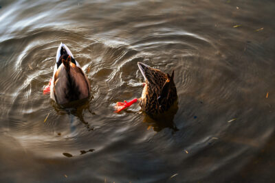 Agrandir l'image 26 sur 30, fenêtre modale