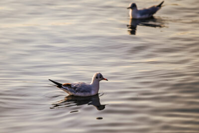 Agrandir l'image 27 sur 30, fenêtre modale