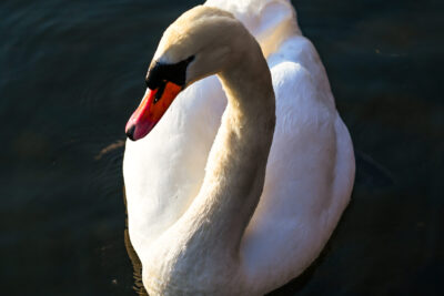 Agrandir l'image 28 sur 30, fenêtre modale