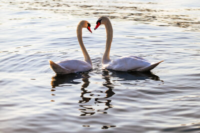 Agrandir l'image 29 sur 30, fenêtre modale