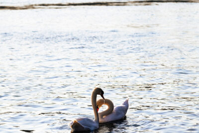 Agrandir l'image 30 sur 30, fenêtre modale