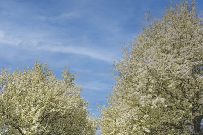 Agrandir l'image 9 sur 11, fenêtre modale