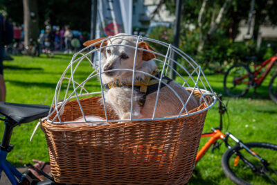 Agrandir l'image 7 sur 140, fenêtre modale
