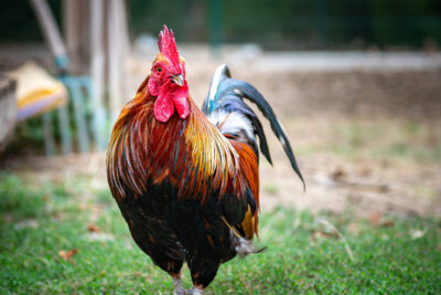 Agrandir l'image 9 sur 12, fenêtre modale