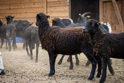 Agrandir l'image 1 sur 12, fenêtre modale