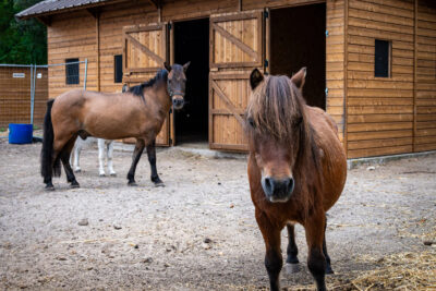 Agrandir l'image 2 sur 12, fenêtre modale