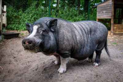 Agrandir l'image 3 sur 12, fenêtre modale