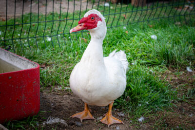 Agrandir l'image 4 sur 12, fenêtre modale