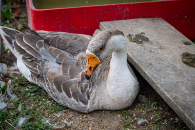 Agrandir l'image 5 sur 12, fenêtre modale