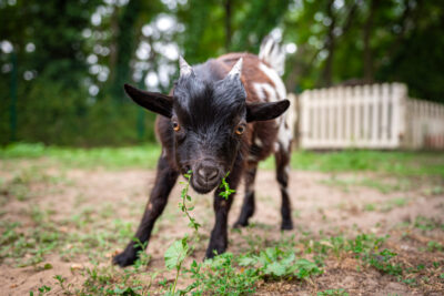 Agrandir l'image 7 sur 12, fenêtre modale