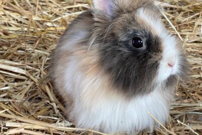 Agrandir l'image 6 sur 12, fenêtre modale