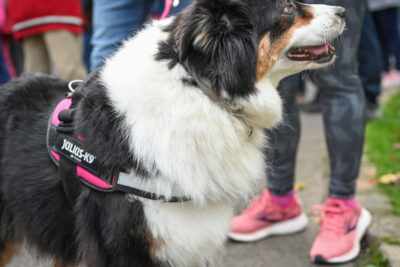 Agrandir l'image 6 sur 26, fenêtre modale