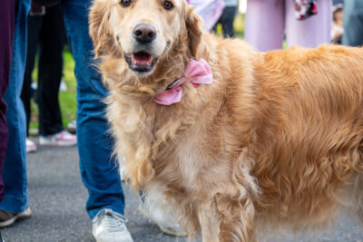 Agrandir l'image 12 sur 43, fenêtre modale